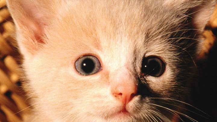 Scared Little White Catty